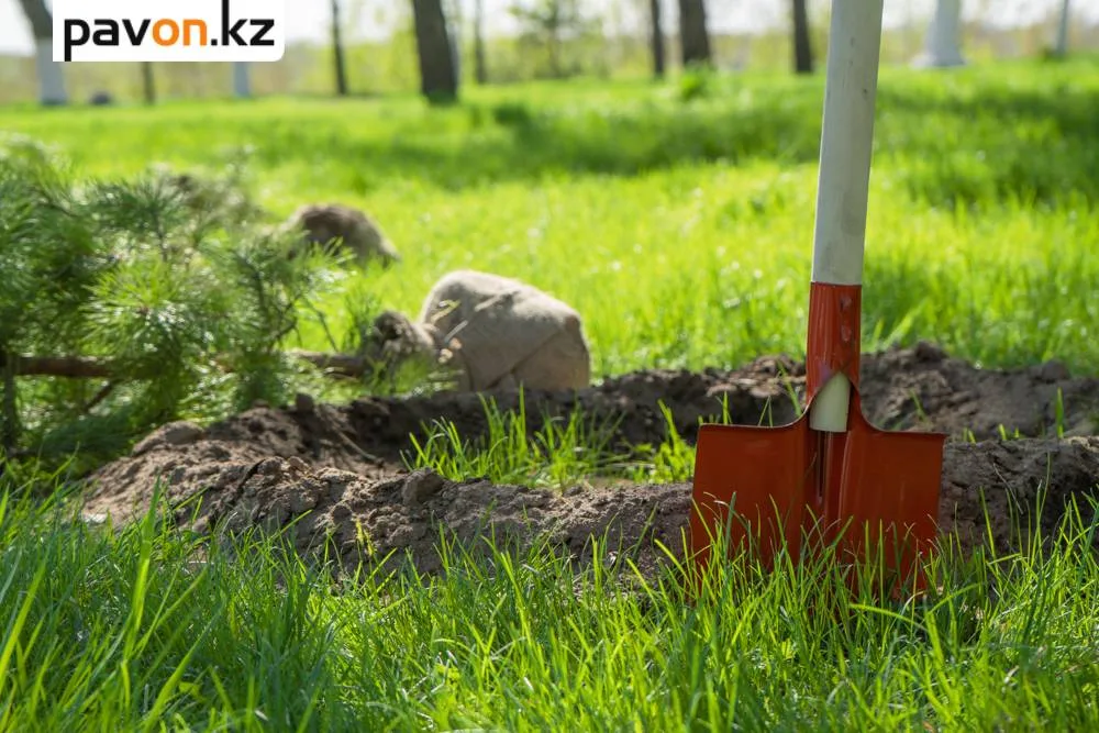 Павлодарские старшеклассники высаживают сосновую аллею: локальный вклад в экологию и будущее планеты Павлодаре