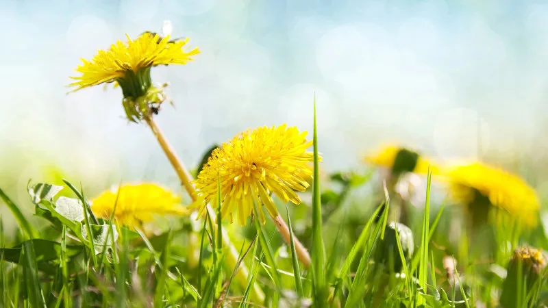 Социальные последствия экстремальных температур: прогноз погоды на май 2026 года в Казахстане Павлодаре