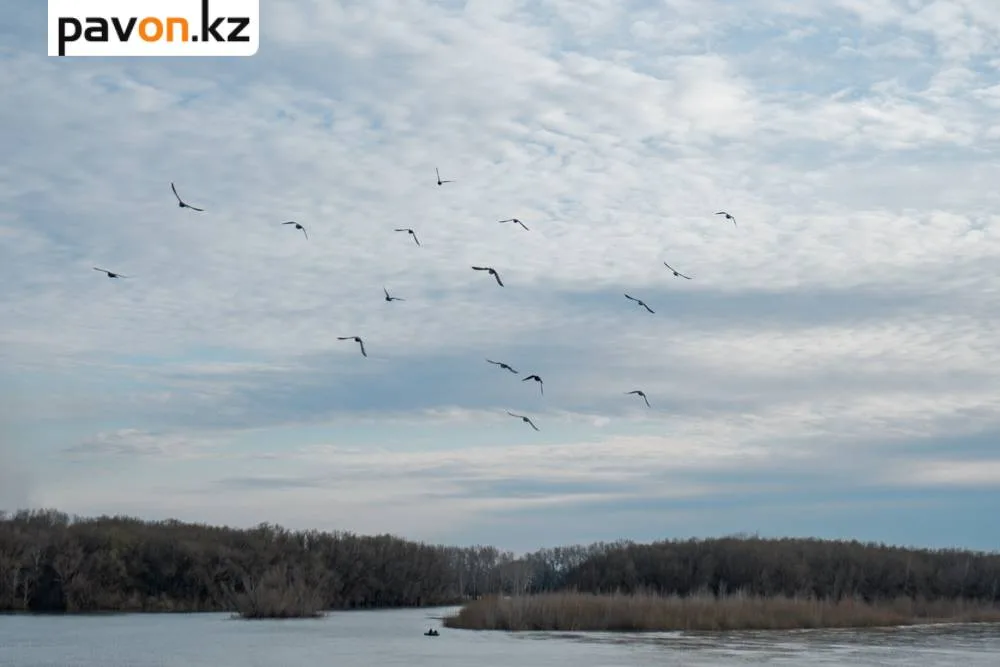 Иртыш наполняется: 6,4 кубокилометра воды из Шульбинского водохранилища – новый поток жизни в сердце реки Павлодаре