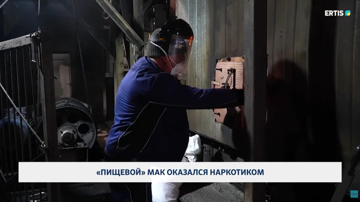 Мак из местных полей стал угрозой: наркотики под контролем! Павлодаре