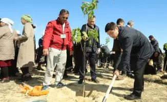 В Тупкарагане высажены 1200 деревьев в рамках акции «Таза Қазақстан»