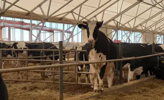 Рост молочной продуктивности в Акмолинской области: новые возможности для продовольственной безопасности региона