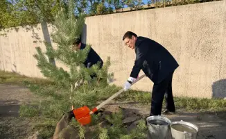 Семей высадит 8 тысяч деревьев в этом году