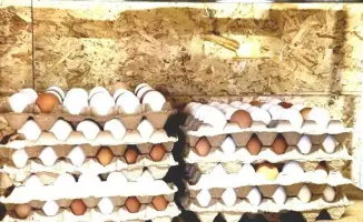 Создание кооператива 'AbiNar' в ВКО: новые рабочие места и рост производства мяса птицы
