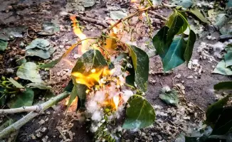 Павлодарские пожарные вновь напоминают о потенциальной опасности тополиного пуха, который может стать причиной возникновения пожаров в летний период. Специалисты призывают жителей быть внимательными и соблюдать меры предосторожности, чтобы избежать неприя