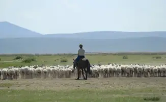 Вакансия пастуха с зарплатой миллион тенге вызвала ажиотаж в Китае
