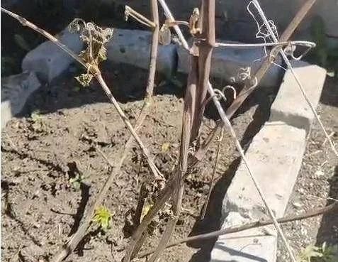 Павлодарская область: несмотря на заморозки, международные агрономы уверены в успешной посевной кампании