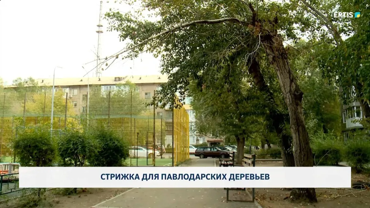 Стрижка деревьев в Павлодаре: забота о природе и общественное благо