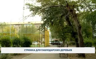 Стрижка деревьев в Павлодаре: забота о природе и общественное благо